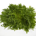 BB - Endive Fancy leaf Lettuce