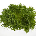 BB - Endive Fancy leaf Lettuce