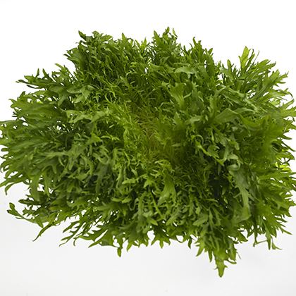 BB - Endive Fancy leaf Lettuce