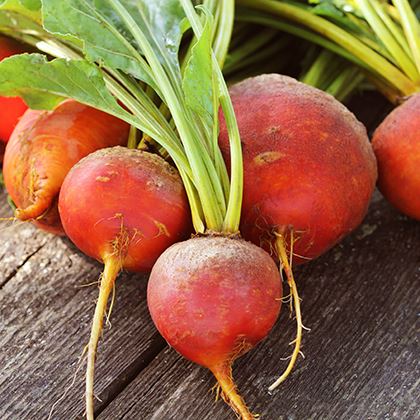 Beetroot Golden (Case of 1)