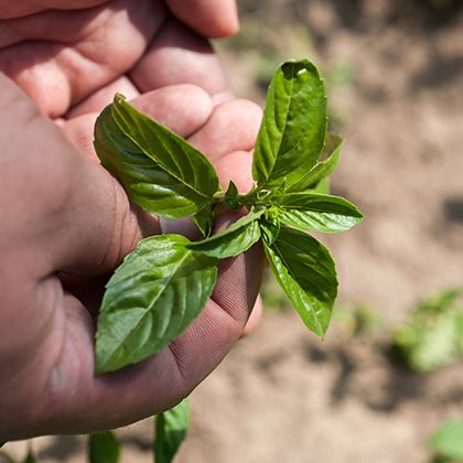 BB - Herb Micro Thai Basil