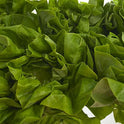 Flat Lettuce
