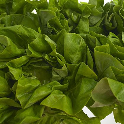 Flat Lettuce
