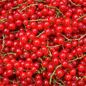 BB - Redcurrant Softfruit