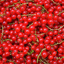 BB - Redcurrant Softfruit