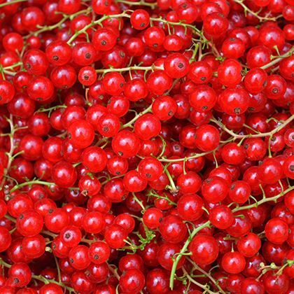 BB - Redcurrant Softfruit