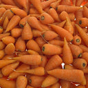 Carrot Chantenay (Case of 1)