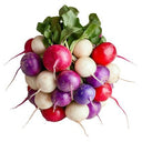 Rainbow Radish (Case of 1)