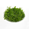 BB - Micro Celery