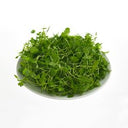 BB - Micro Celery