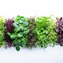 BB - Sorrel Leaf Wheel