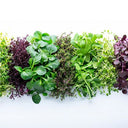 BB - Sorrel Leaf Wheel