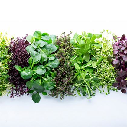 BB - Sorrel Leaf Wheel