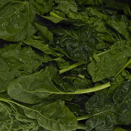 Spinach Large Leaf (Case of 1)